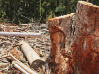 Proprietário rural no Tocantins firmou acordo com o MPTO para recuperar 8,9 hectares de vegetação nativa 