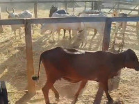 Polícia Civil recuperou 23 cabeças de gado furtadas e apreendeu o caminhão utilizado no transporte dos animais.