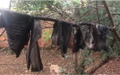 Peles de animais foram encontradas penduras em galhos de árvores e em varal. 