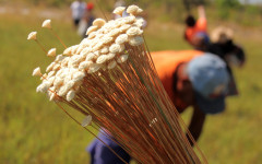 Documento busca garantir o manejo adequado do extrativismo sustentável dos recursos naturais do Tocantins