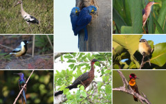 Apesar dos esforços de conservação, a avifauna do Tocantins enfrenta desafios significativos.