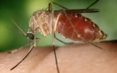Para a prevenção da doença, a recomendação é remover possíveis criadouros de mosquitos, como água parada e folhas acumuladas.