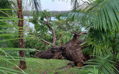 Vento forte derruba árvore pela raiz em Guaraí.j