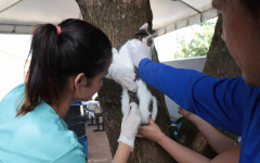 CCZ e Centro de Castração oferecem pontos fixos de vacinação dos animais 