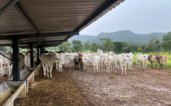 A equipe policial conseguiu localizar 28 cabeças de gado em uma propriedade destinada a confinamento