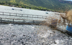  Crescimento é reflexo das ações estratégicas desenvolvidas pela Secretaria de Estado da Pesca e Aquicultura (Sepea)