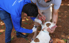 De quinta-feira a sábado, setores Monte Sinai, Jardim Flamboyant, Maracanã, Universitário e Jardim das Mangueiras receberão as visitas domiciliares dos agentes, realizando a vacinação de cães e gatos