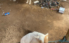  Um dos cães acabou morrendo devido aos maus-tratos