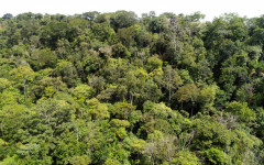 Governo do Tocantins confirma queda expressiva de 33,6% na área desmatada em 2024 e resultado é considerado um dos principais indicadores positivos no combate ao desmatamento ilegal no estado