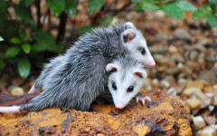 Presença de mucuras aumenta em ruas e quintais da Capital