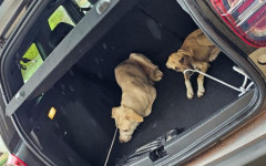 Apesar da situação de maus tratos, dois cães conseguiram sobreviver e forAM resgatados 