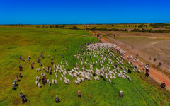Araguaína possuía quase 302 mil cabeças de gado até novembro de 2024, terceiro maior rebanho do Estado. A carne da cidade é referência nacional e internacional, com o município sendo o único do Tocantins a exportar em quantidade relevantes para o exigente
