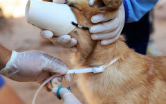 Em 35 bairros considerados prioritários, o Município faz o encoleiramento dos cães, com visitas de casa em casa e substituição das coleiras a cada seis meses