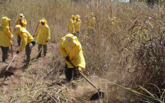 Ações de manejo do fogo evita a ocorrência de grandes incêndios florestais 
