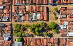 As árvores também receberão podas de adequação para garantir a boa interação da espécie com as áreas urbanas e dar mais segurança para visitantes e casas vizinhas