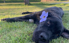 As denúncias podem ser feitas de forma anônima à Fiscalização Ambiental no telefone (63) 99976-7337, apresentando endereço ou localização, fotos ou vídeos que comprovem a situação