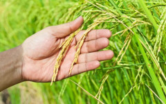 Tocantins ocupou posição de destaque no valor de produção do arroz (em casca) do país.