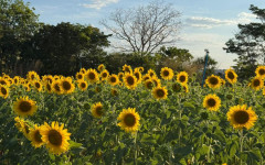 Girassol do Meu Tocantins