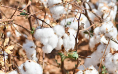 O Tocantins teve um crescimento de 58% na área de cultivo do algodão, o vazio sanitário visa assegurar a sanidade das lavouras 