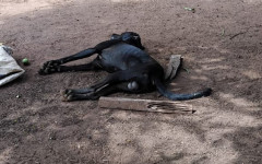 Cachorro foi morto a tiros enquanto descansava no quintal da casa de seu dono, Antônio Marinho, que vive com o irmão José Marinho, deficiente auditivo.