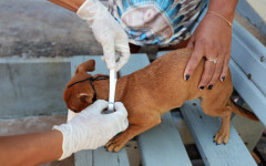 Em 35 bairros considerados prioritários, o Município faz o encoleiramento dos cães, com visitas de casa em casa e substituição das coleiras a cada seis meses
