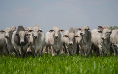 São 11,6 milhões de cabeças de gado, segundo a Pesquisa Pecuária Municipal (PPM) de 2024