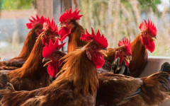 O monitoramento visa a comprovação de ausência do vírus da Influenza Aviária (IA) e da Doença Newcastle (DNC) na avicultura comercial e de subsistência