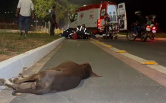 Cachorro morreu no local; equipes do Samu prestaram socorro às vítimas do acidente na Via Norte, em Araguaína.