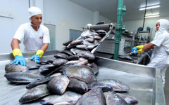 Tocantins alcançou taxa de desocupação de 3,8% no terceiro trimestre de 2025, o segundo melhor desempenho da Região Norte  (