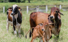 Expectativa é de que, aproximadamente, 12 milhões de animais de produção sejam declarados