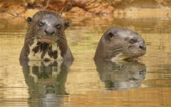  Naturatins finalizou as ações da 4ª campanha do Programa Pró-Ariranha 