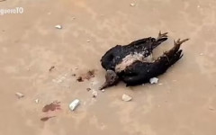 Ave foi atingida durante um temporal nesta quinta-feira (18) 