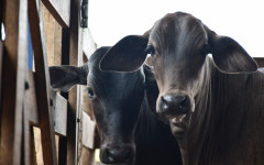 A vacinação contra a brucelose é obrigatória e abrange as fêmeas bovinas e bubalinas com idade entre 3 e 8 meses 