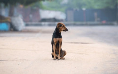 Animal doméstico abandonado ilustra a realidade enfrentada diariamente por cães e gatos vítimas da falta de cuidado e de políticas de proteção.