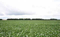Na última safra, a Adapec registrou mais de 1,46 milhão de hectares cultivados com soja no Tocantins, distribuídos em 2,7 mil propriedades cadastradas 
