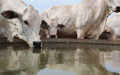 Água limpa e de fácil acesso influencia não apenas o desempenho zootécnico, mas também a saúde, a reprodução e o bem-estar dos animais.