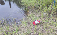 Idoso morreu após ataque de abelhas na zona rural de Araguaína