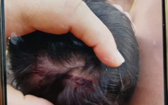 O caso foi registrado na tarde desta quarta-feira (11), no setor Maracanã. 