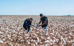 A Adapec é o órgão estadual que fiscaliza a produção, beneficiamento, armazenamento, transporte ou comercializem algodão e seus subprodutos no Tocantins.