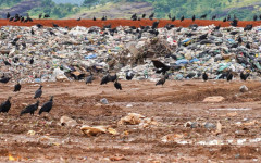 MPTO recomenda que prefeituras do sudeste do TO destinem restos de animais de forma ambientalmente correta e interrompam descarte irregular em lixões