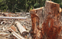 Proprietário rural no Tocantins firmou acordo com o MPTO para recuperar 8,9 hectares de vegetação nativa 