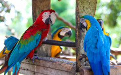  Local possui atualmente cerca 150 animais, entre várias espécies de aves, macacos, veados e outros