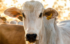 Rastreabilidade garante controle sanitário e segurança alimentar, elevando a qualidade da carne e ampliando oportunidades