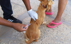 A vacinação é destinada a cães e gatos em bom estado de saúde a partir dos três meses de idade, não havendo restrição para fêmeas gestantes ou amamentando.