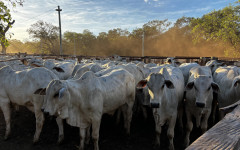 Evento em Paraíso do Tocantins comercializou animais de alto padrão genético e movimentou o setor