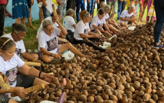  Comunidades extrativistas da região do Bico do Papagaio mantêm viva a tradição da quebra do coco babaçu, atividade que gera renda, fortalece a economia local e contribui para a preservação ambiental 