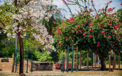 Florada dos ipês colore o Parque Cimba e transforma o espaço em um dos principais cartões-postais de Araguaína.