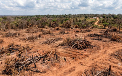 Proprietário deverá apresentar, em até 90 dias, Projeto de Recuperação de Áreas Degradadas para recompor a vegetação nativa.