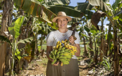 Relatório do Sebrae evidencia a diversidade produtiva do Tocantins como fruticultura familiar em diferentes regionais