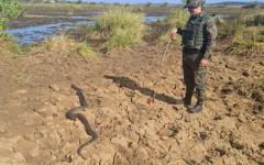 Sucuri foi solta em uma área de preservação ambiental de Palmas.